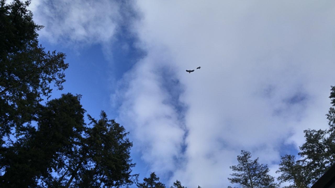 Sunshine Coast Treetop B&B Sechelt Bagian luar foto