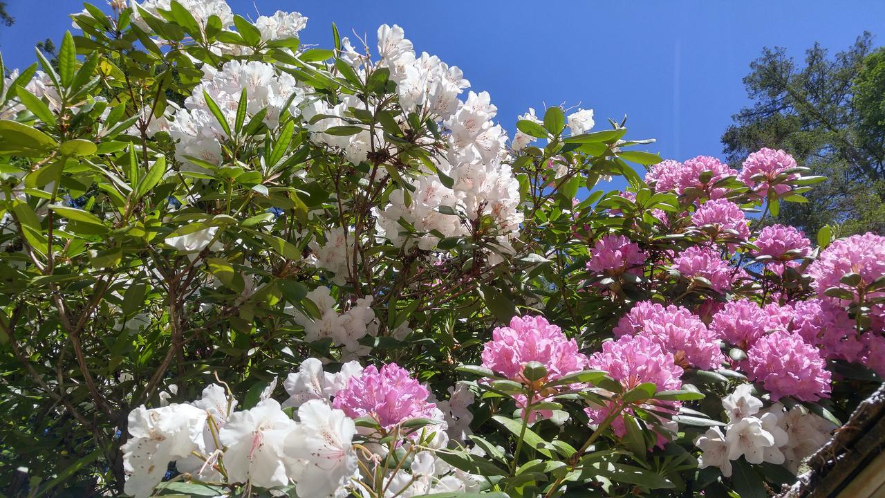 Sunshine Coast Treetop B&B Sechelt Bagian luar foto