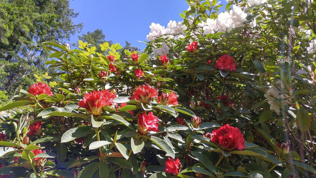 Sunshine Coast Treetop B&B Sechelt Bagian luar foto